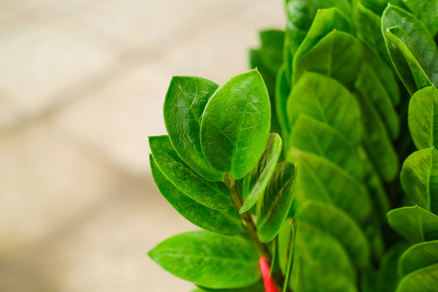 金钱树冬季怎么养护