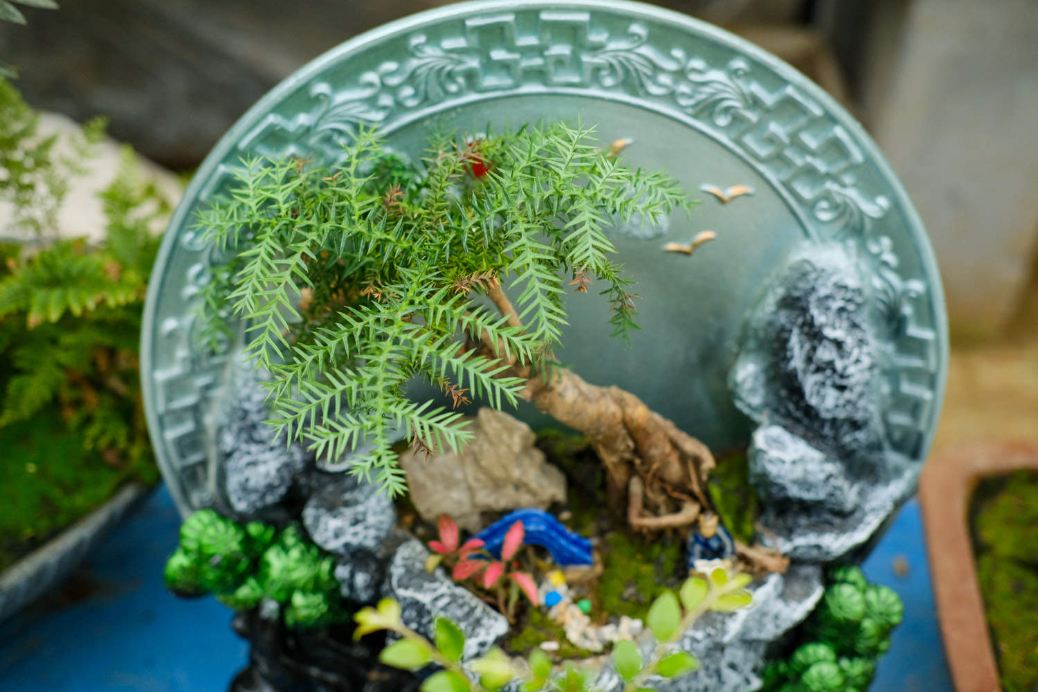 澳洲杉四季怎么养护