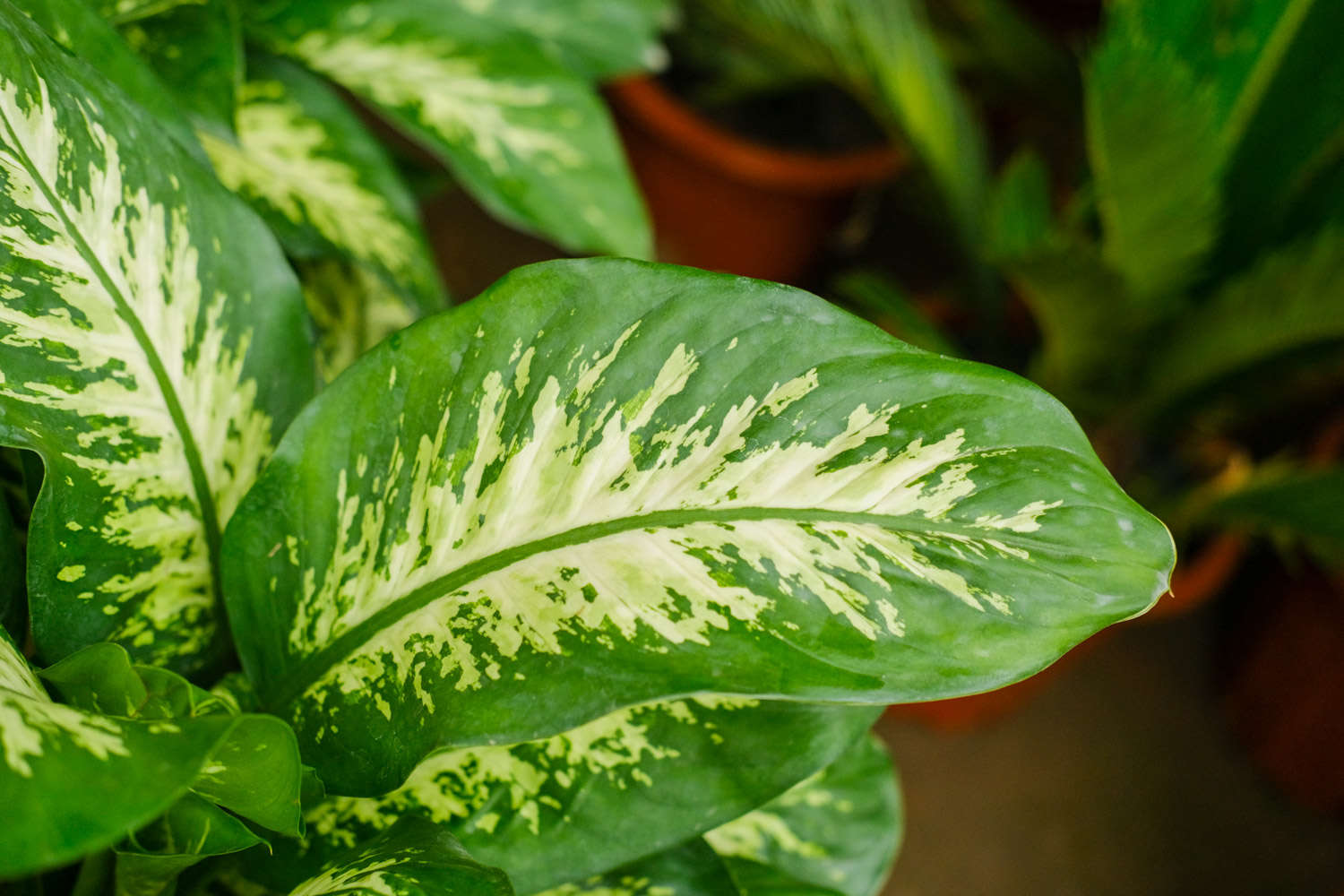 临沧适合养什么花，市花和市树是什么