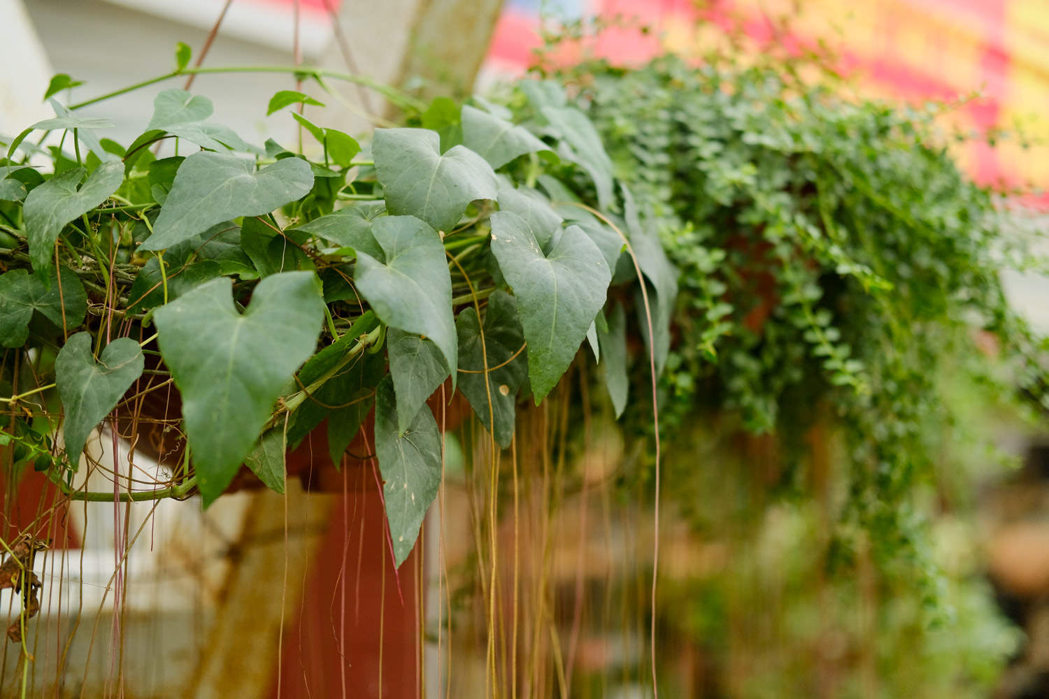 锦屏藤可以盆栽吗