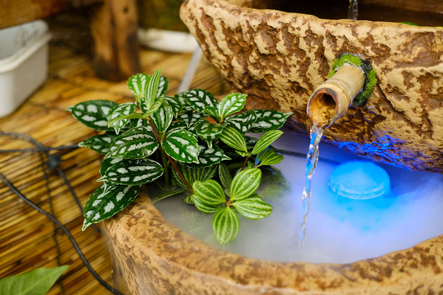 冷水花养殖方法和注意事项