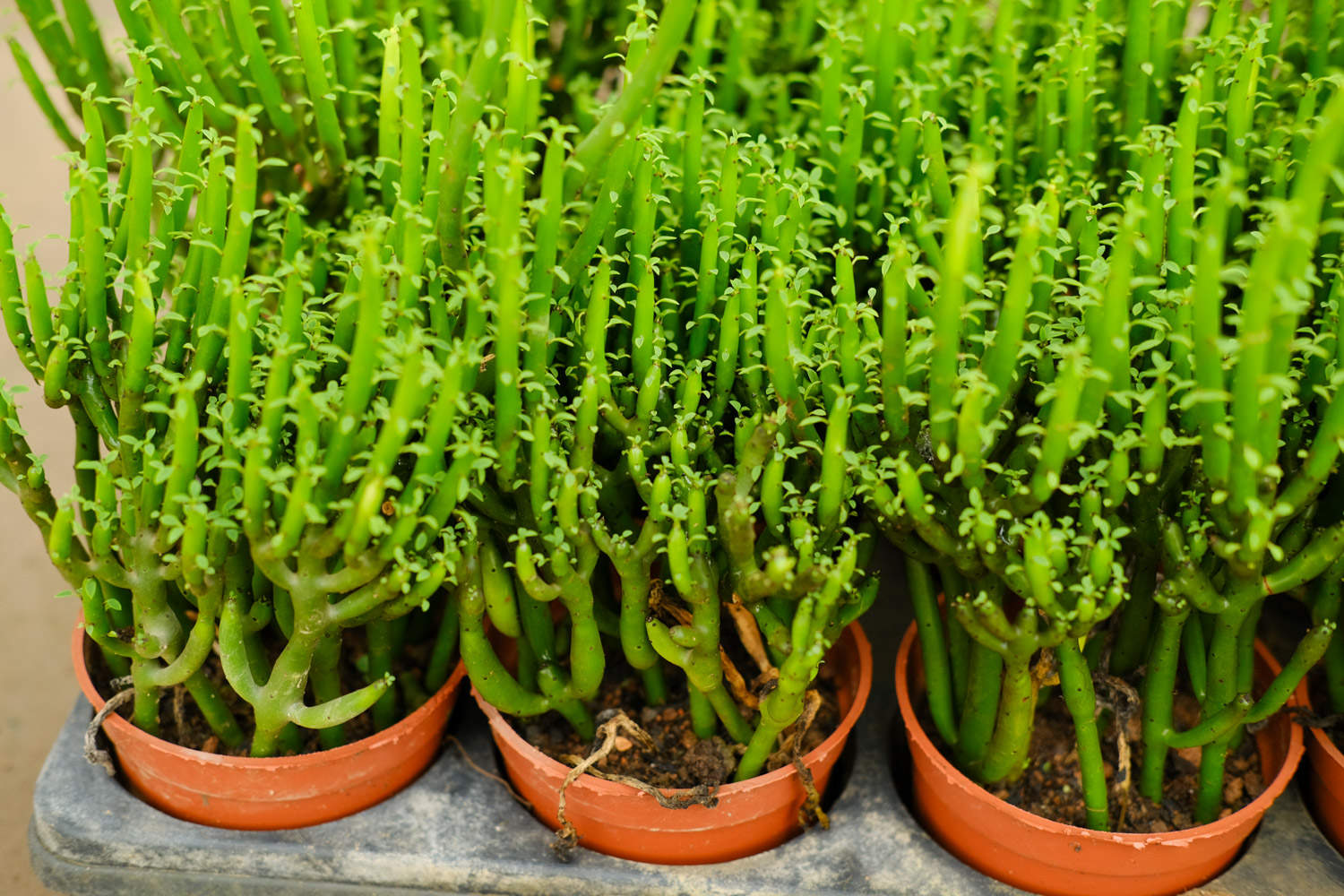 光棍树叶子稀少怎么办