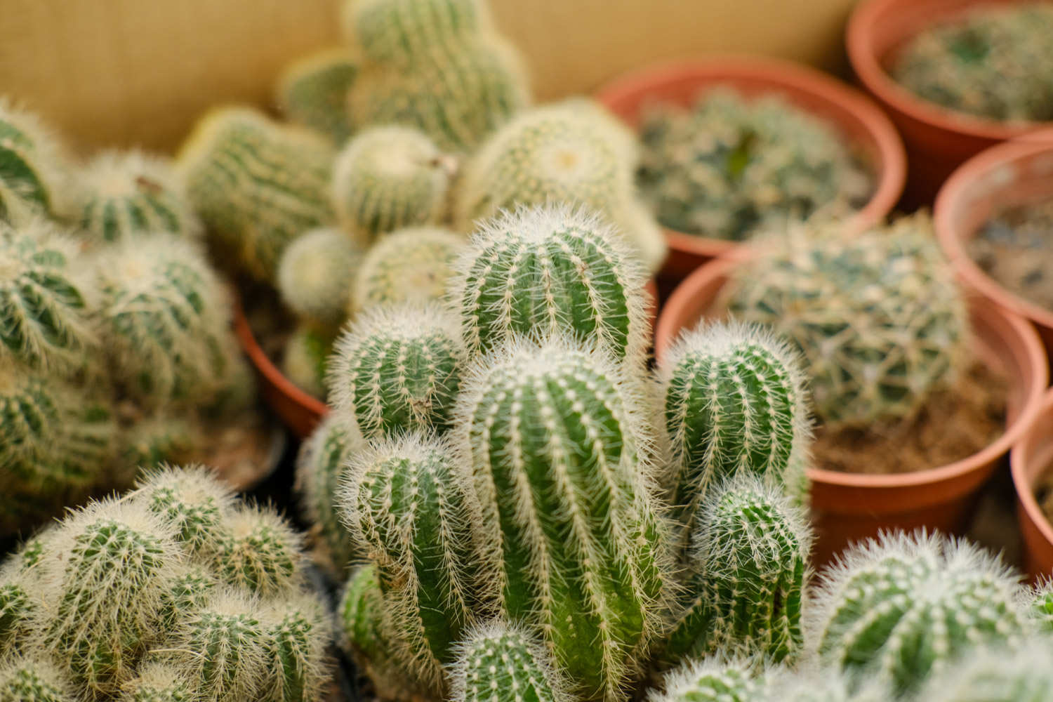 仙人球的养殖方法和注意事项