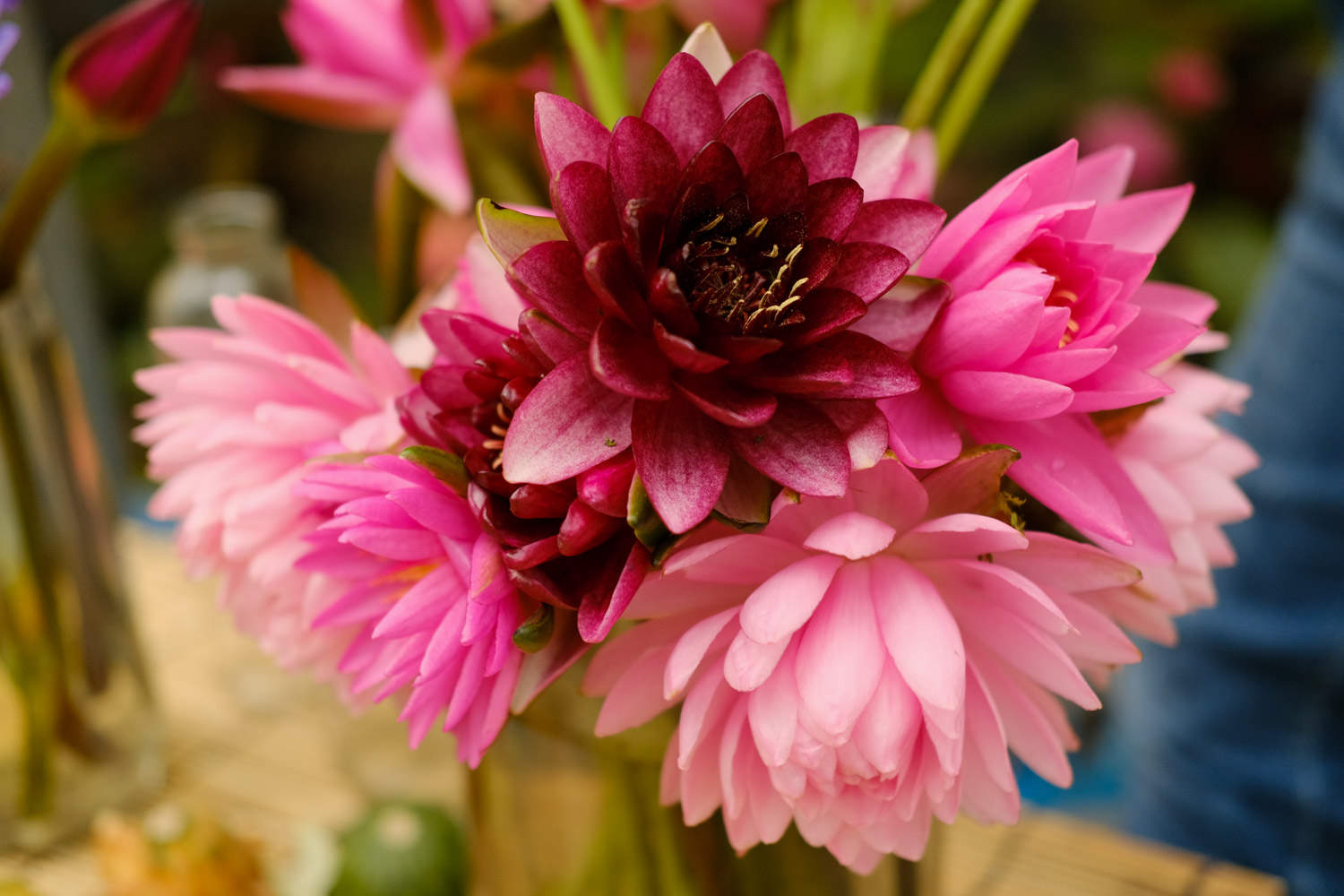 睡莲的培养方式及环境的影响