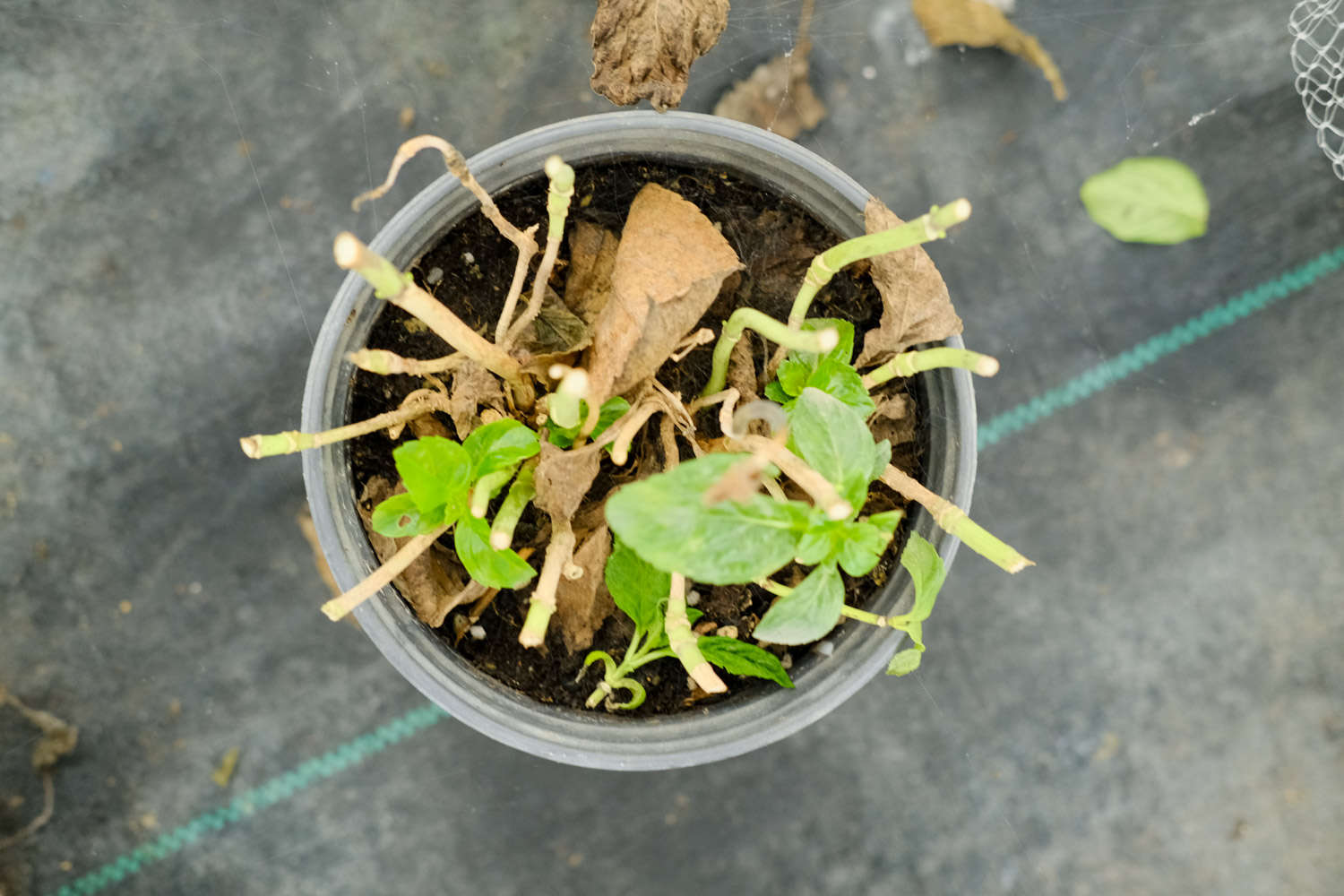 绣球花的养殖方法