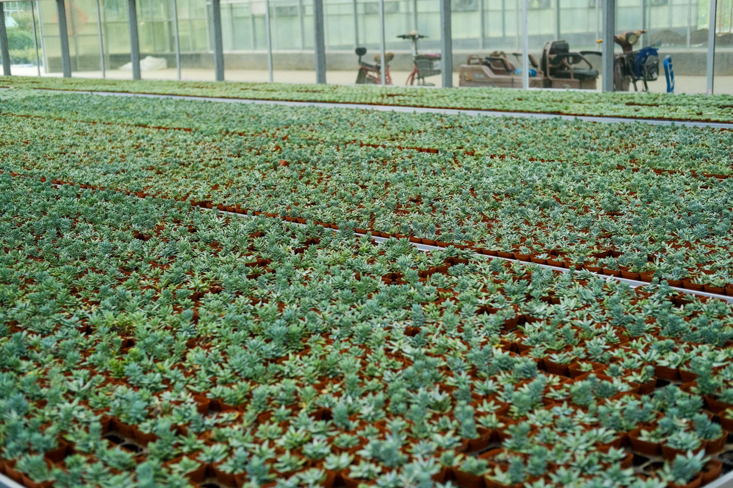 多肉万象怎么养