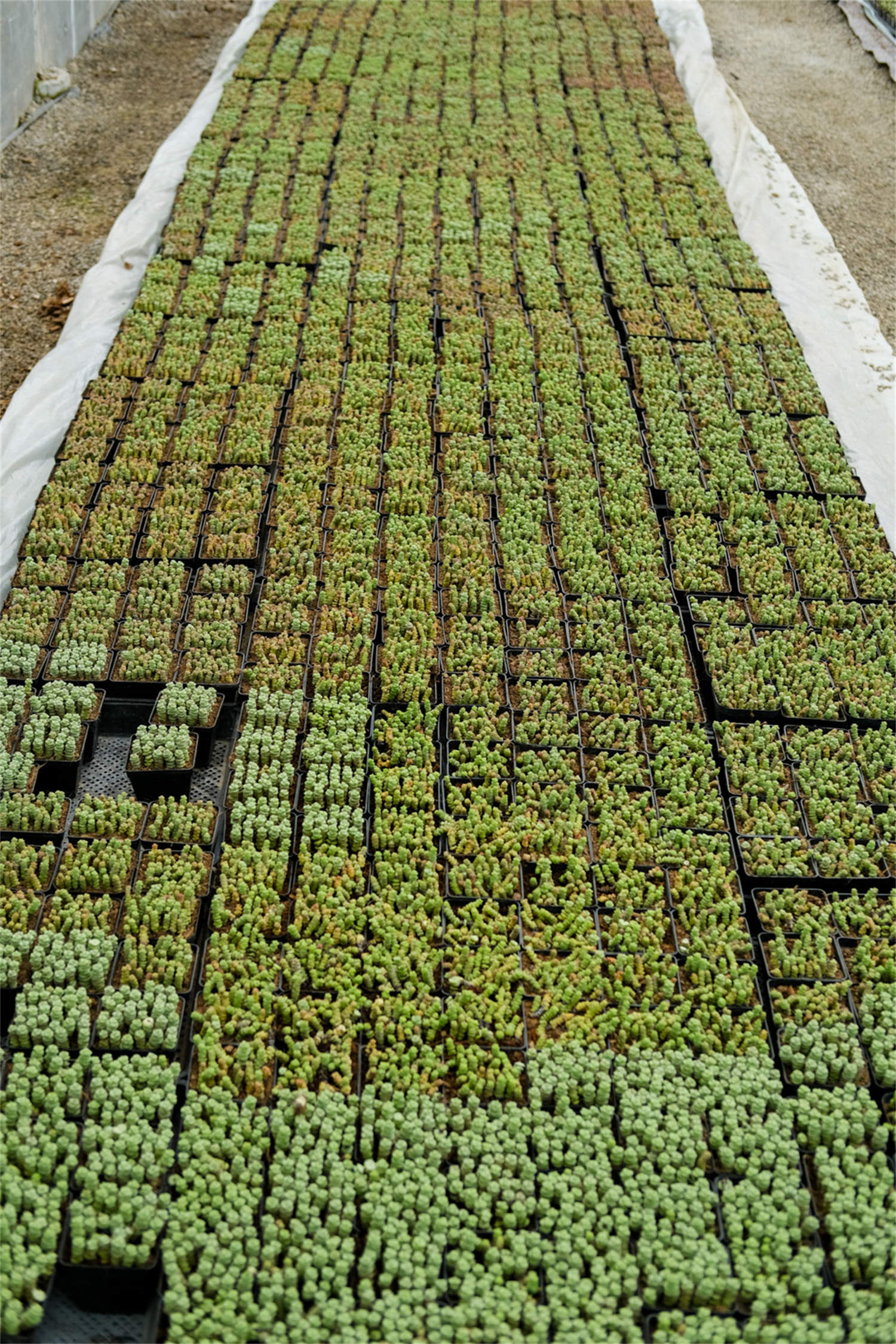 钱串的砍头繁殖法