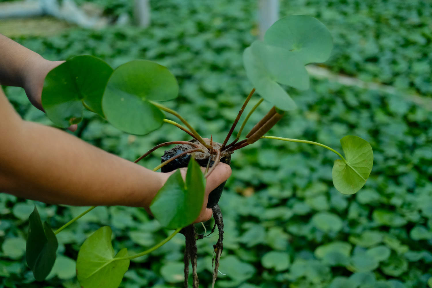 延药睡莲如何养