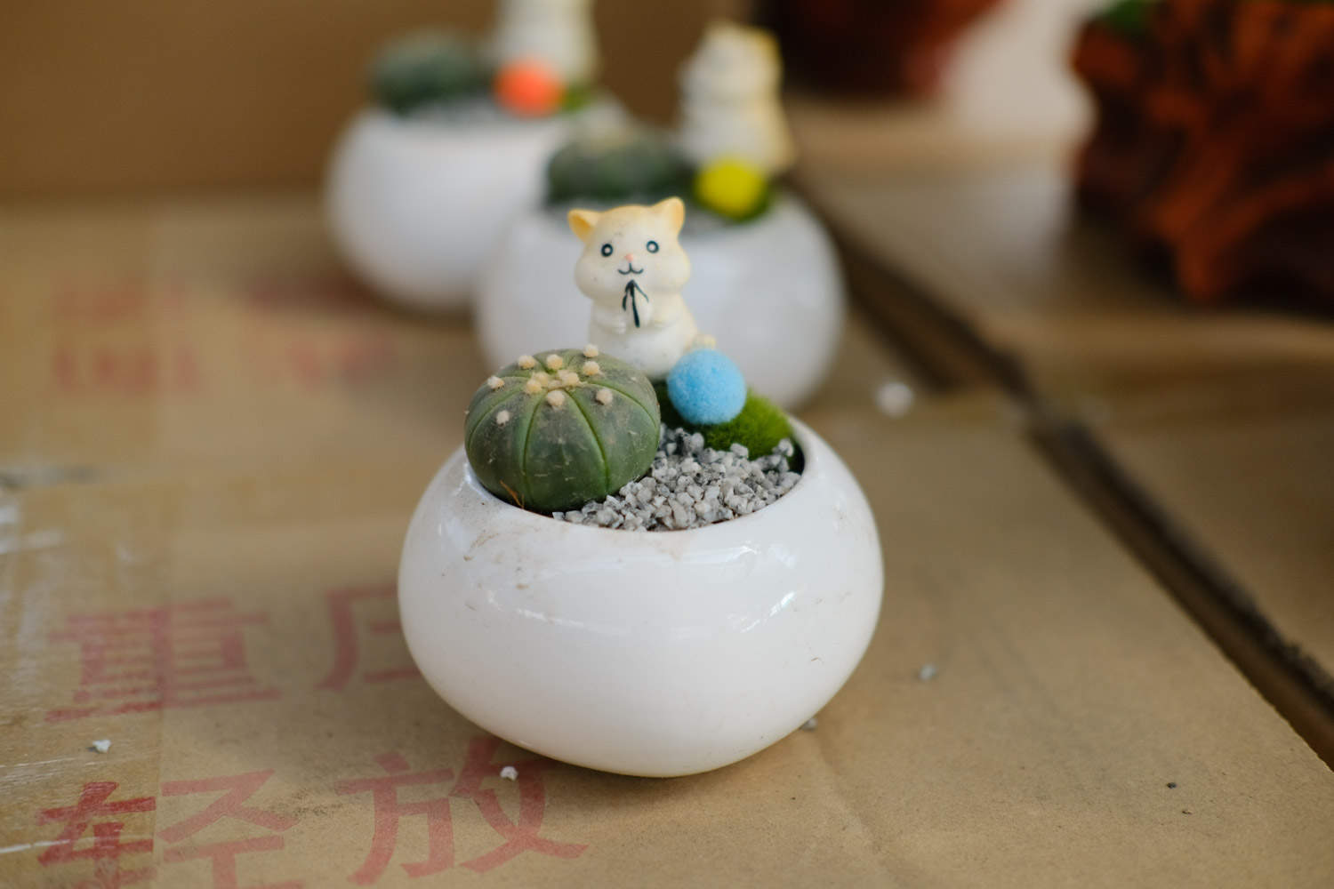 星兜的养殖方法，适合用深盆还是浅盆