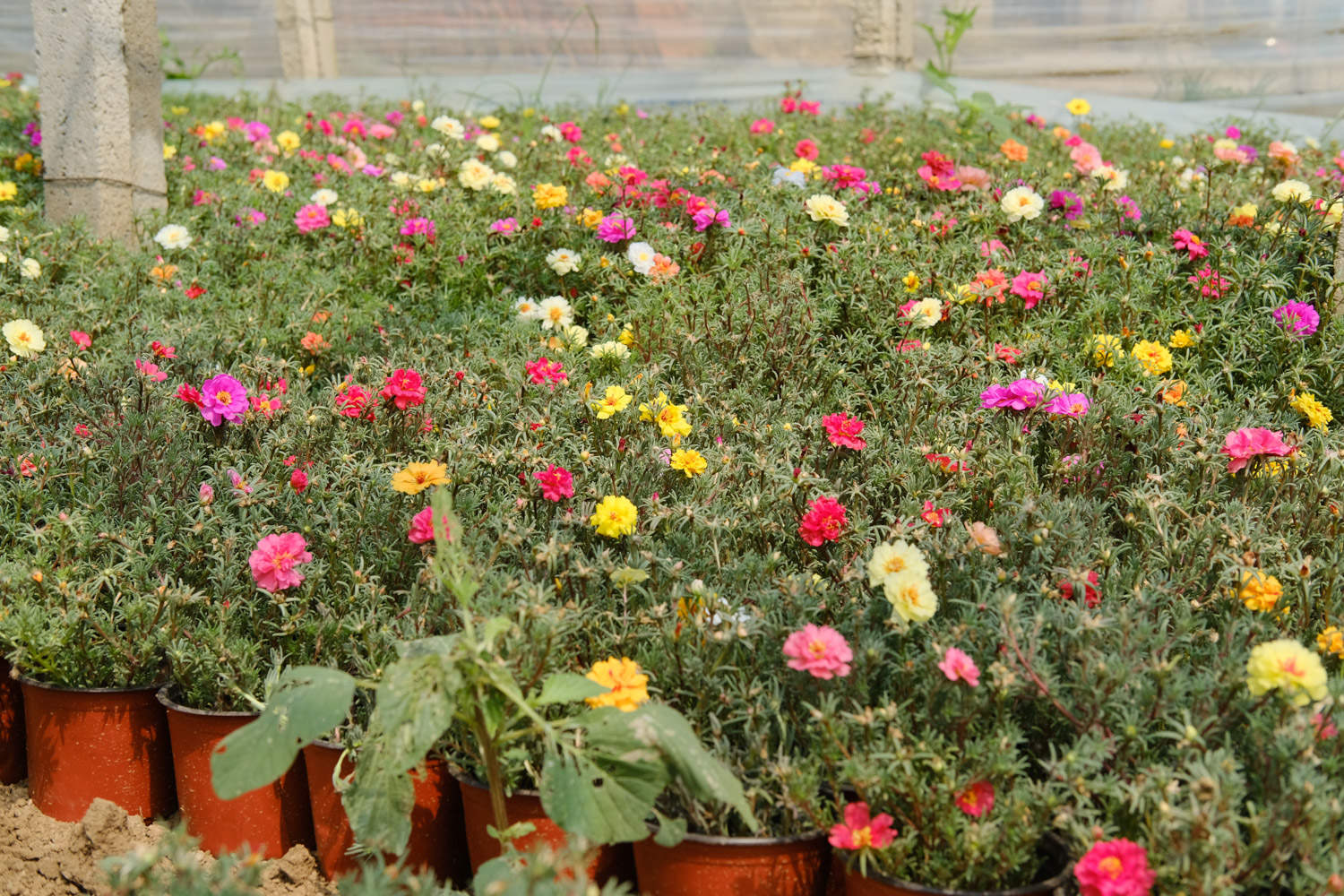 太阳花喜欢水吗，太阳花喜欢阳光吗