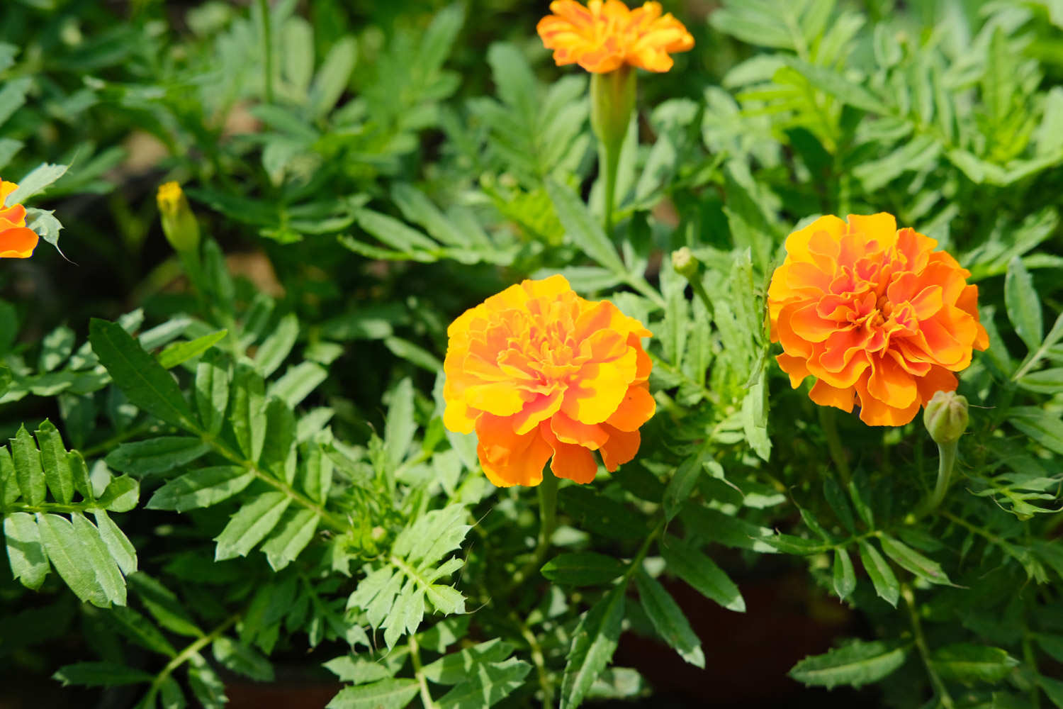 万寿菊的花语和寓意，有什么传说故事