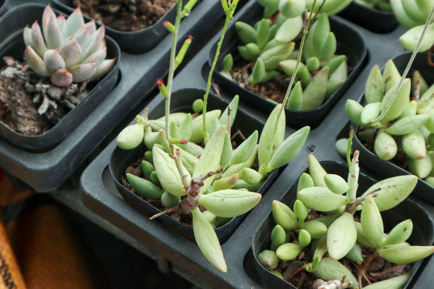 奶奶家的多肉摊大饼，竟然越来越好看，咋养的？