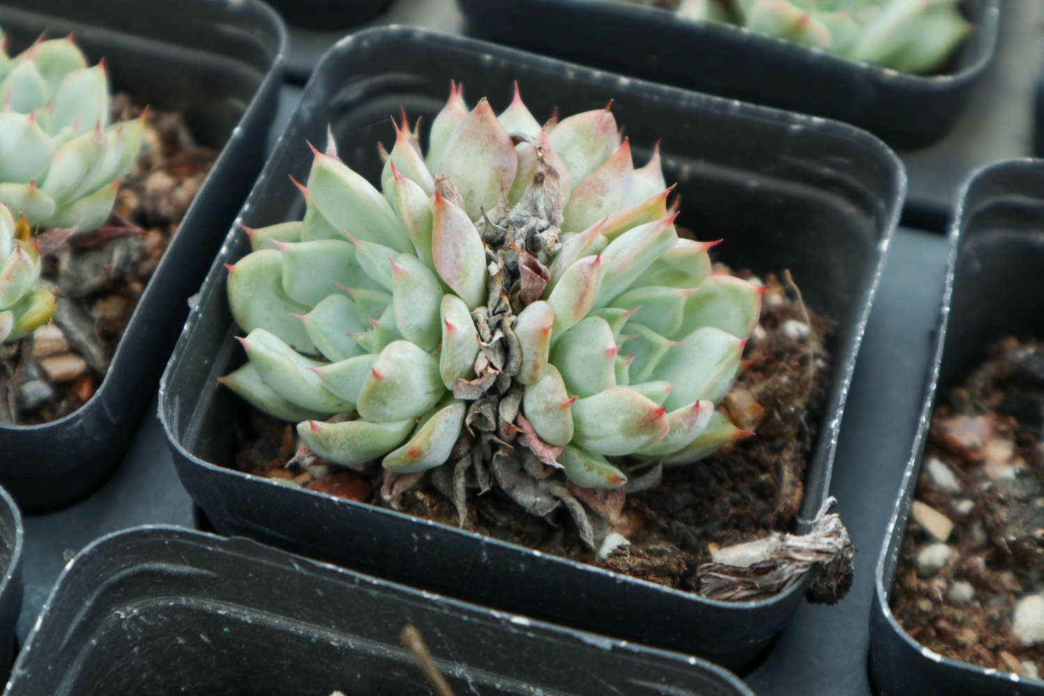 这十种多肉，小孩都能养活！