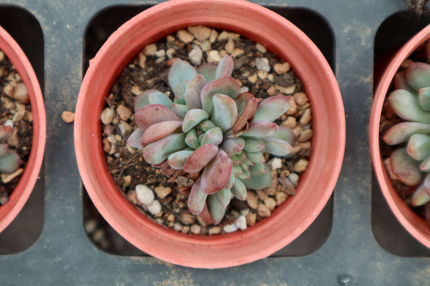 多肉掰叶子最佳时机