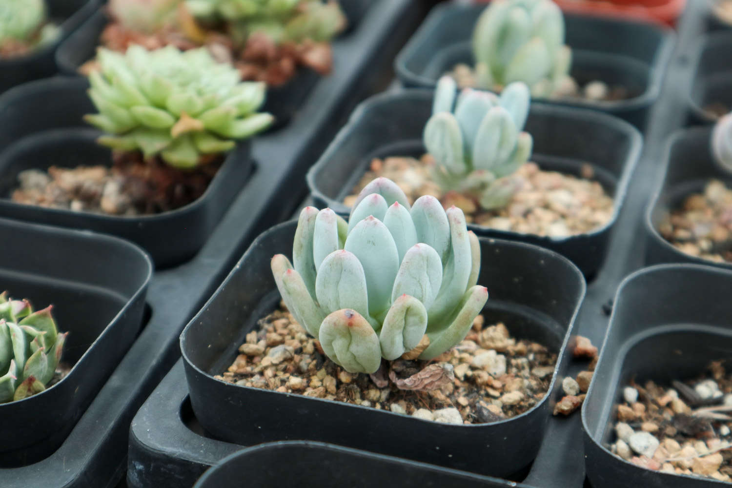 多肉植物蓝豆怎么养