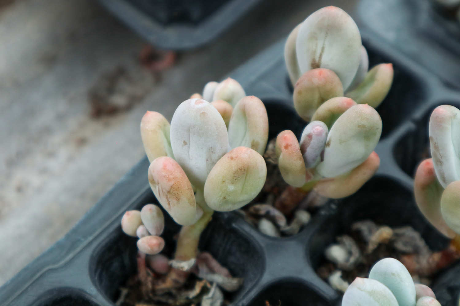 桃美人怎么繁殖