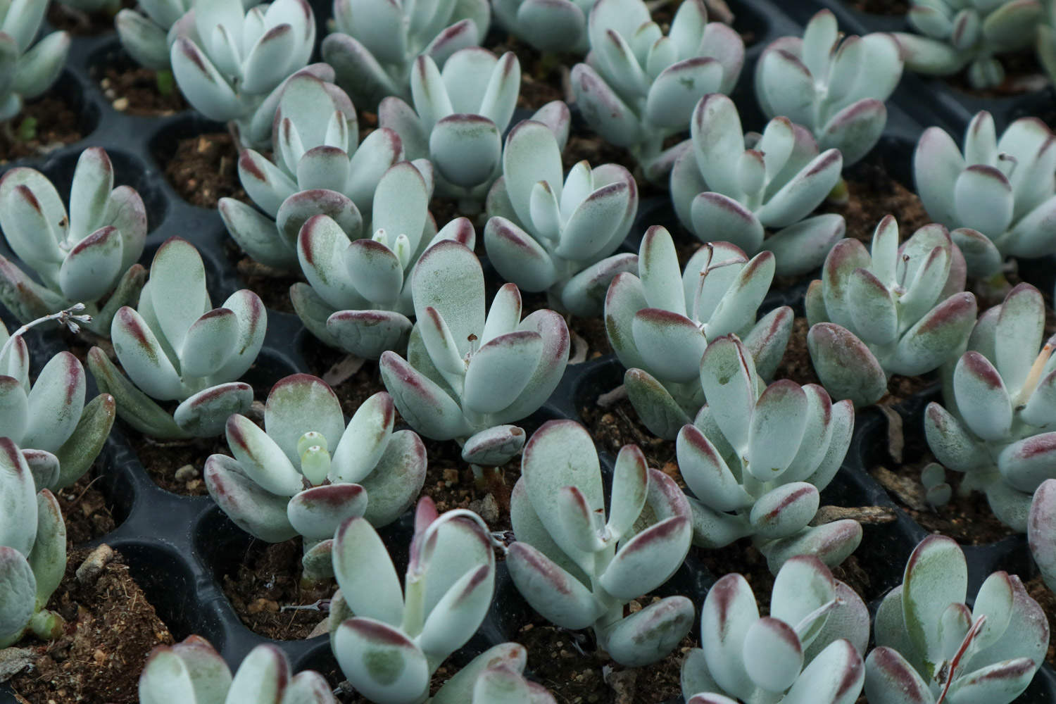 乒乓福娘 乒乓福娘