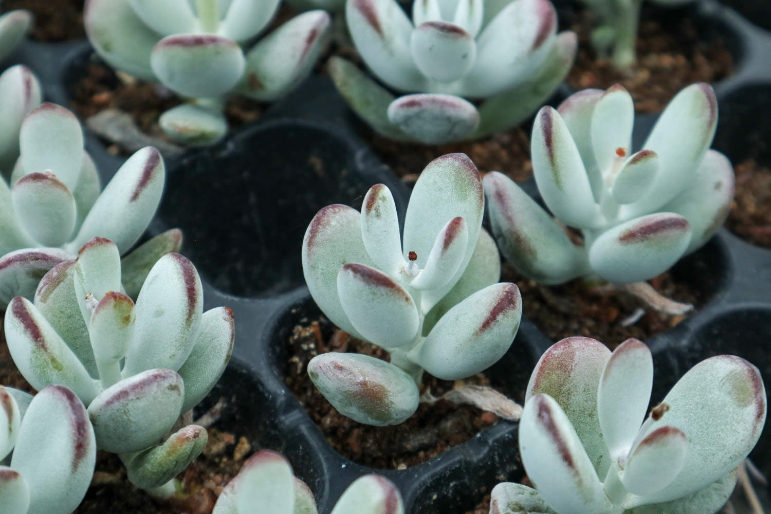 乒乓福娘 乒乓福娘