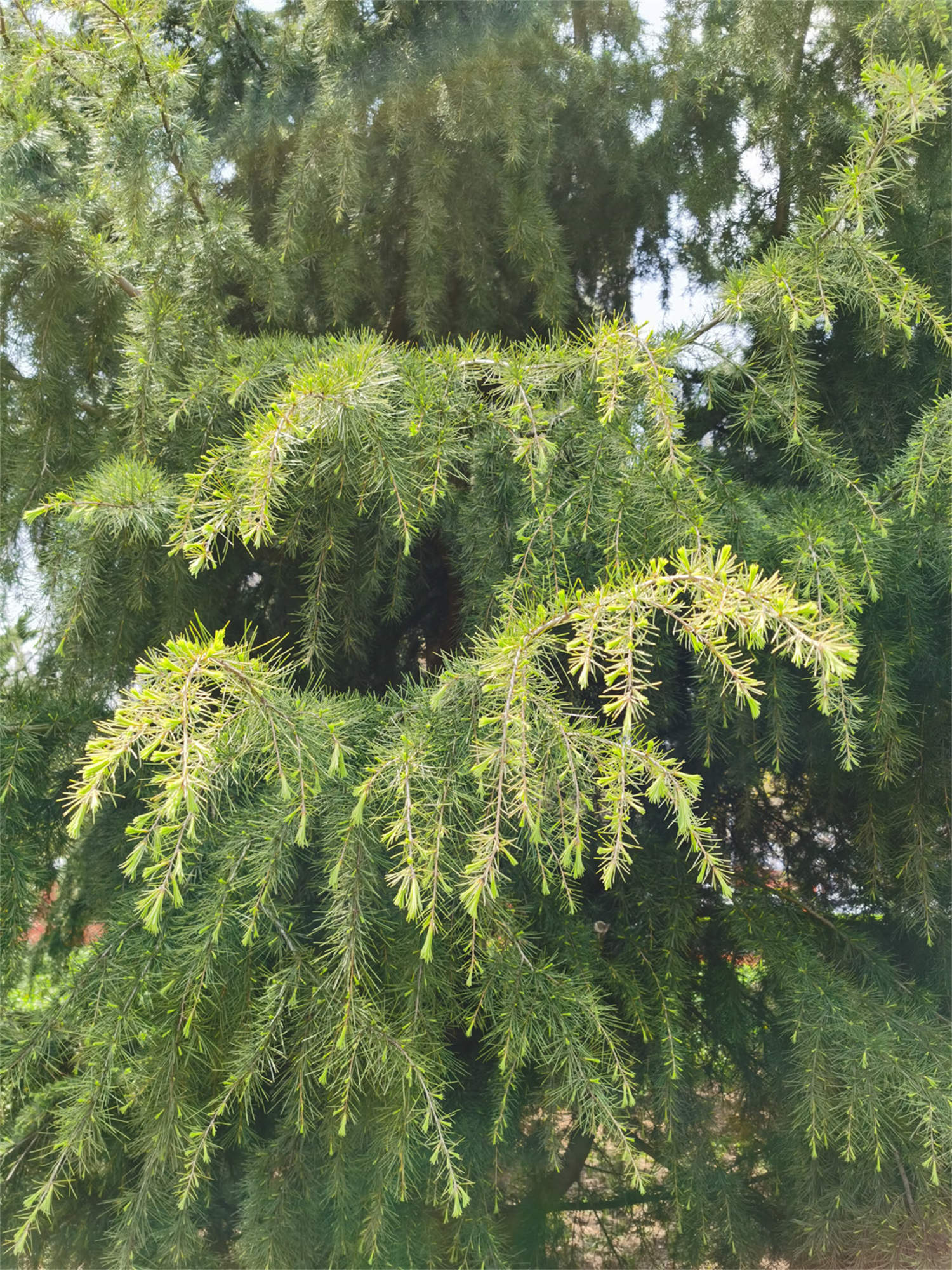 雪松的短截修剪方法