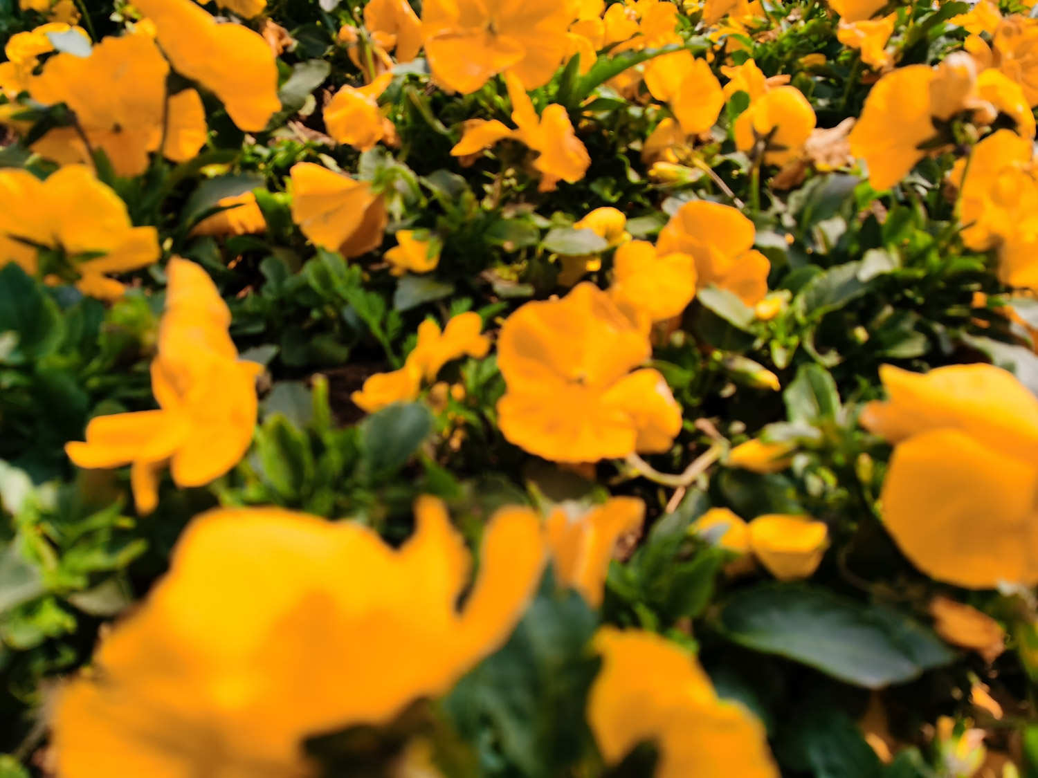 三色堇种子种植方法