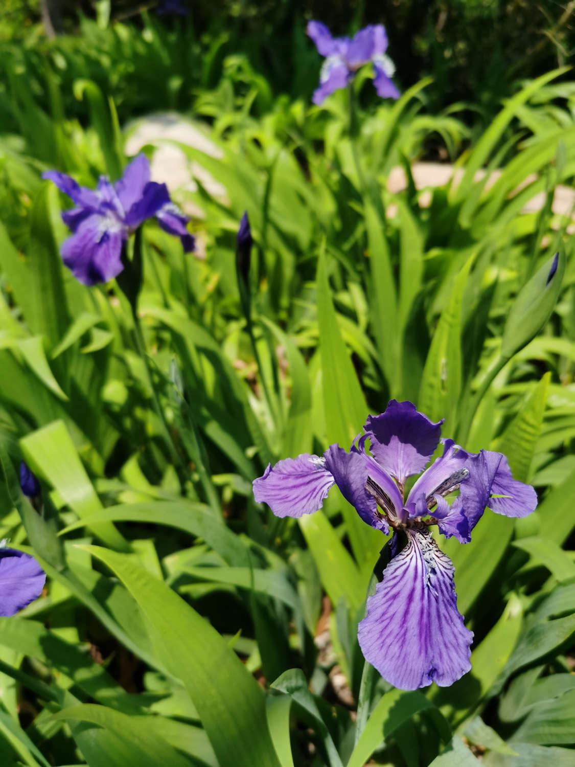 大兴安岭适合养什么花，市花和市树是什么