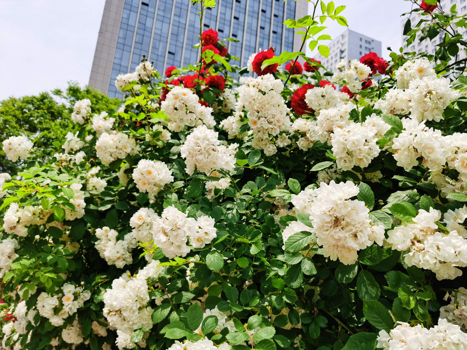 蔷薇花怎么牵引爬墙