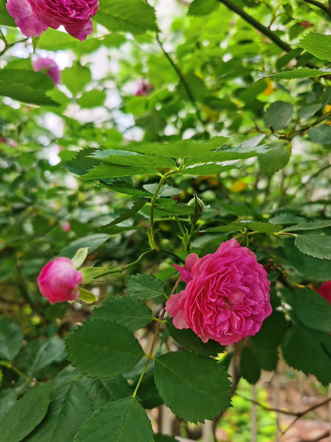 蔷薇秋天怎么养