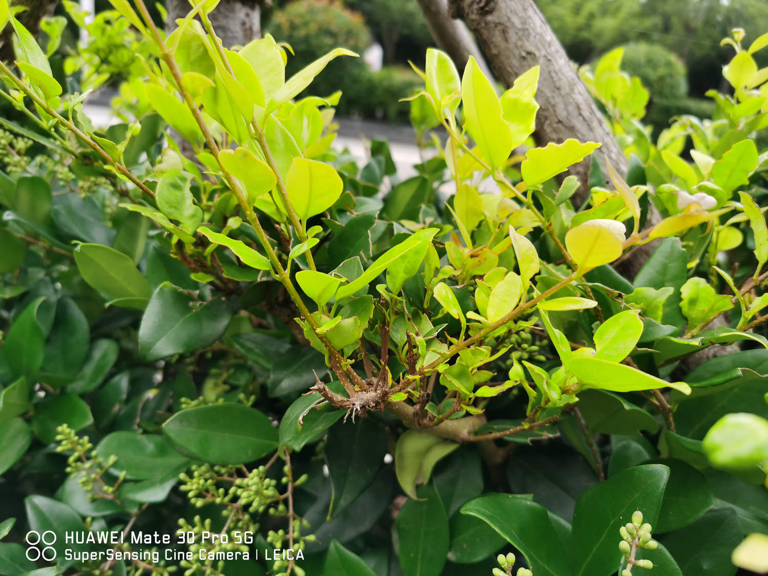 女贞子树长什么样，女贞盆景用什么土