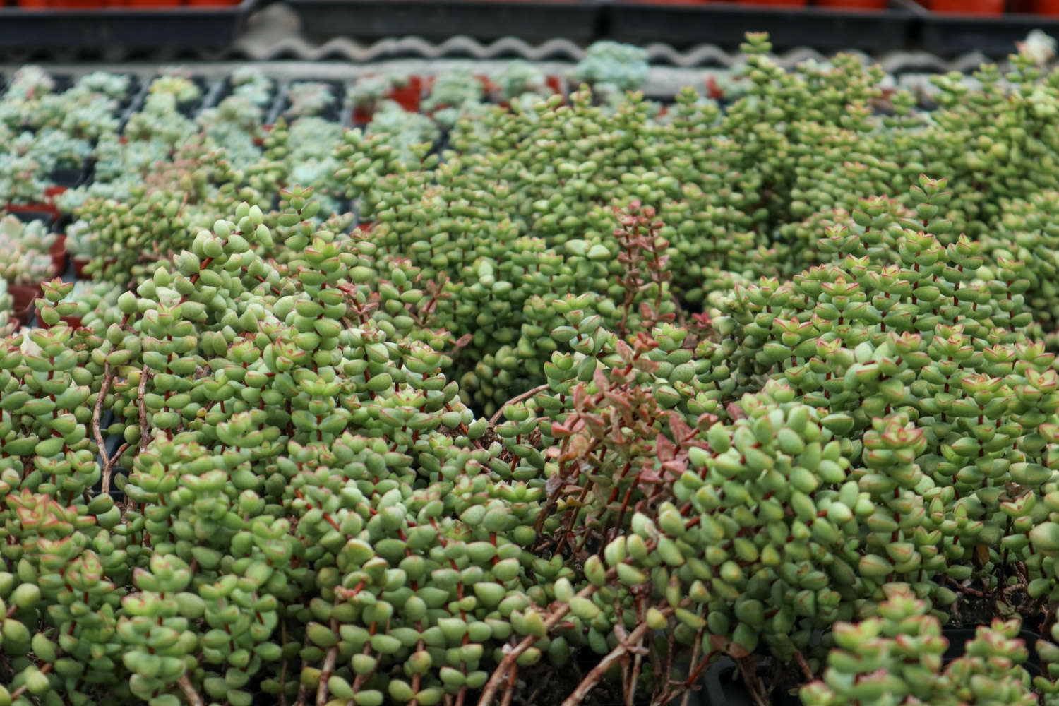 几种不怕热的多肉植物