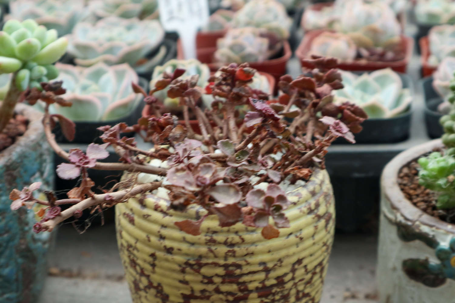 小球玫瑰 小球玫瑰