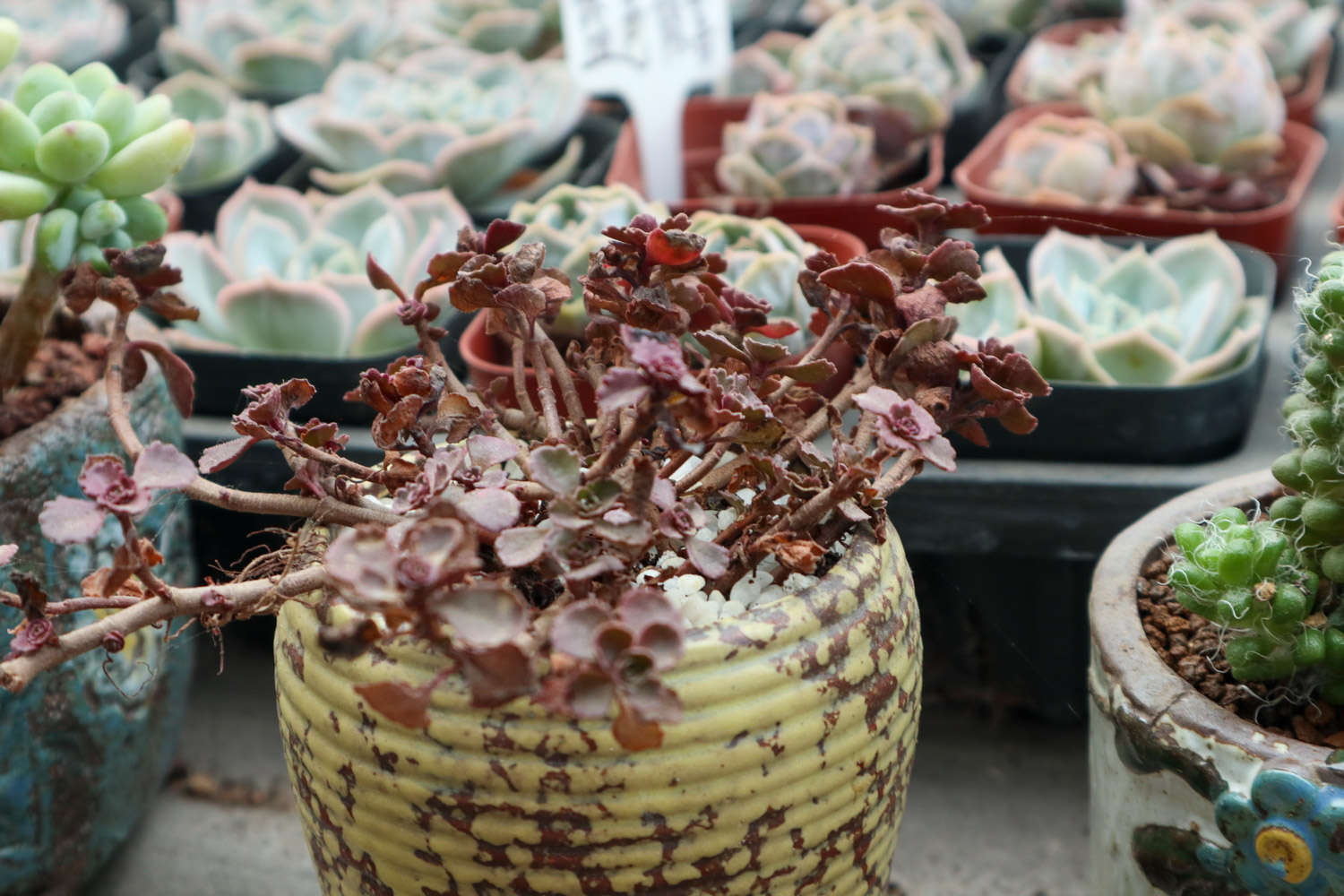 秋天，小球玫瑰怎么养出紫红色