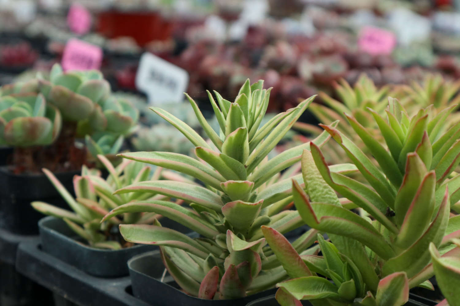 30万棵多肉被淹，200万真打了水漂，多肉泡水还有救吗？