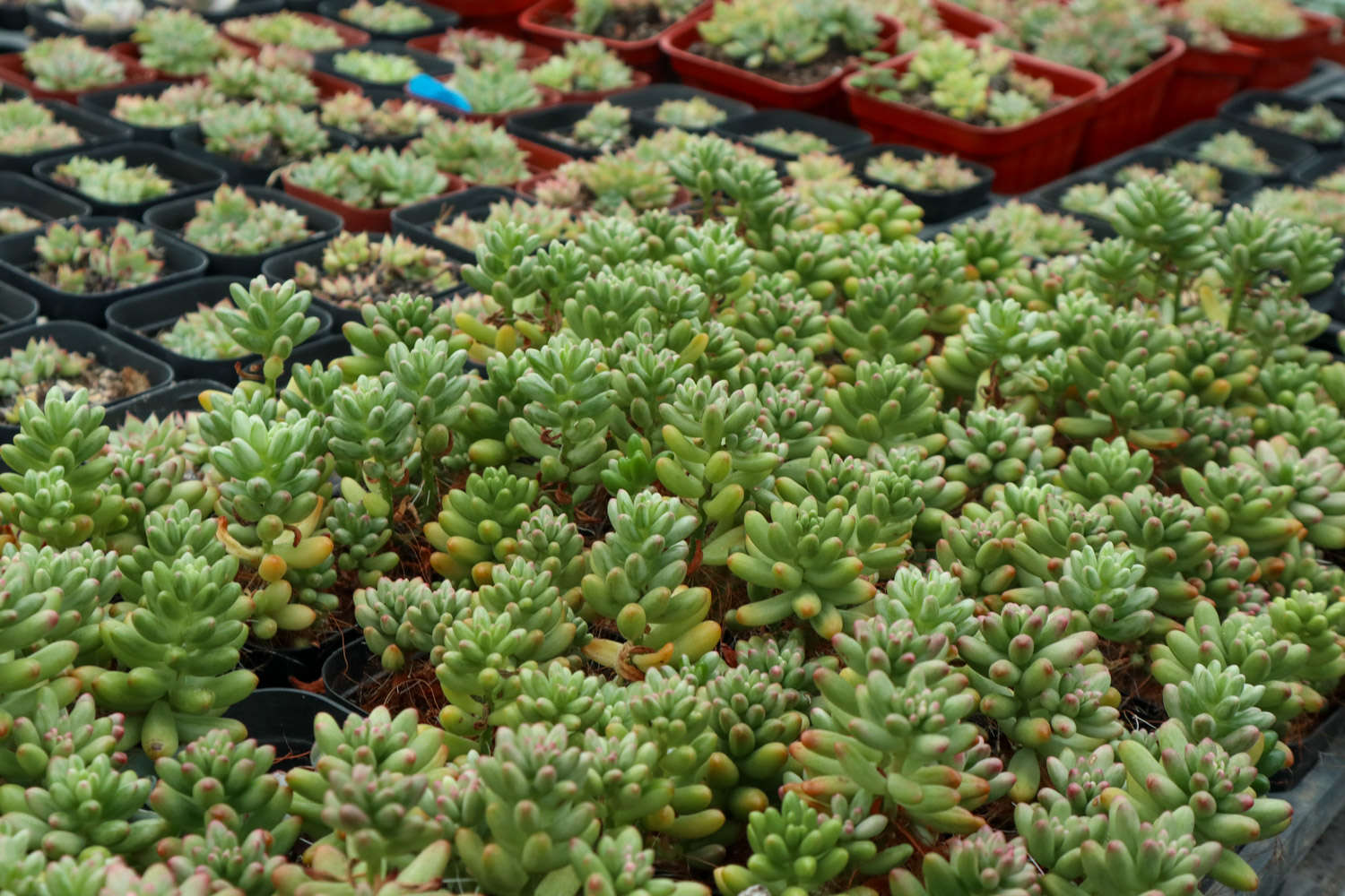 虹之玉多肉怎么养殖