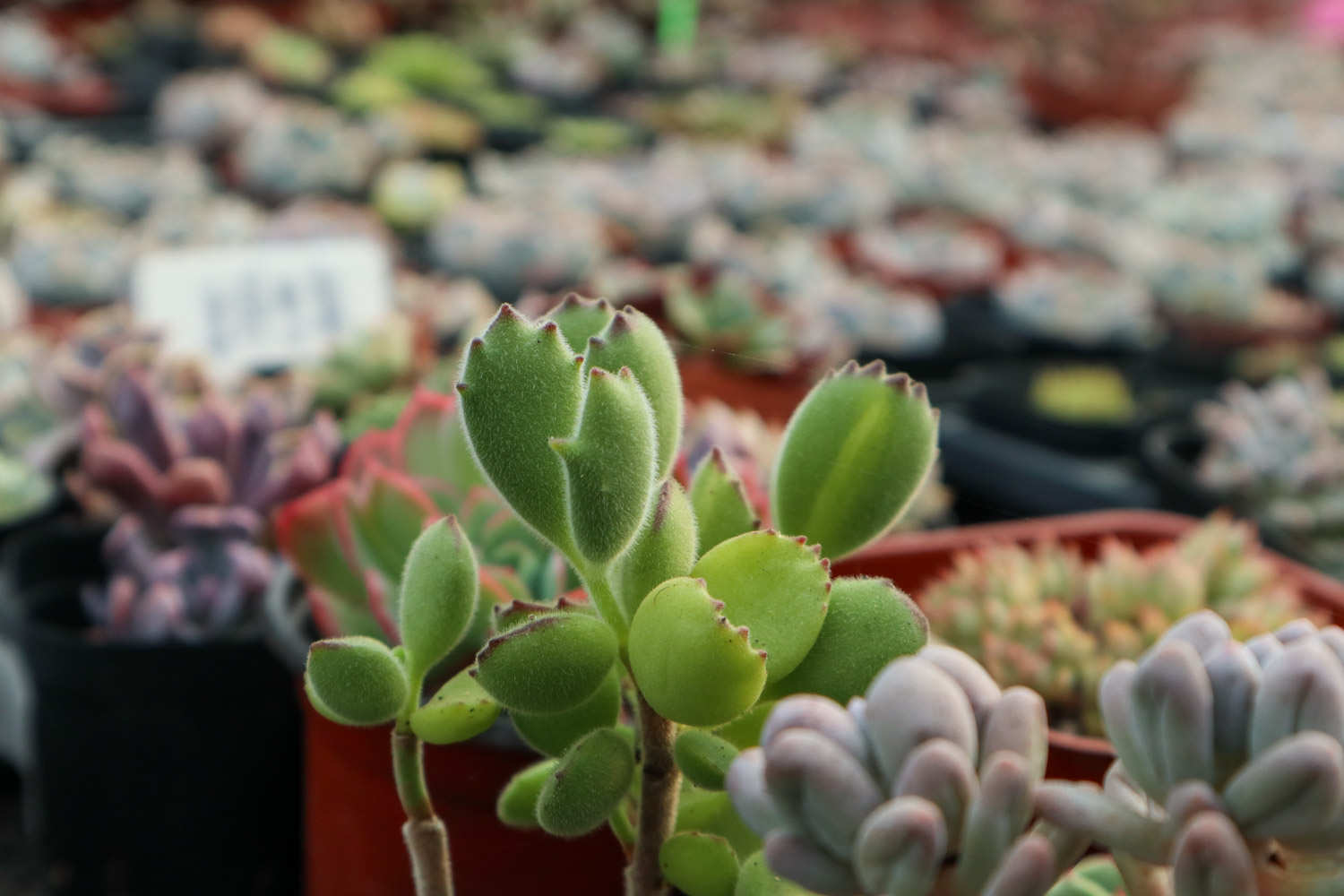 熊童子扦插多久会生根