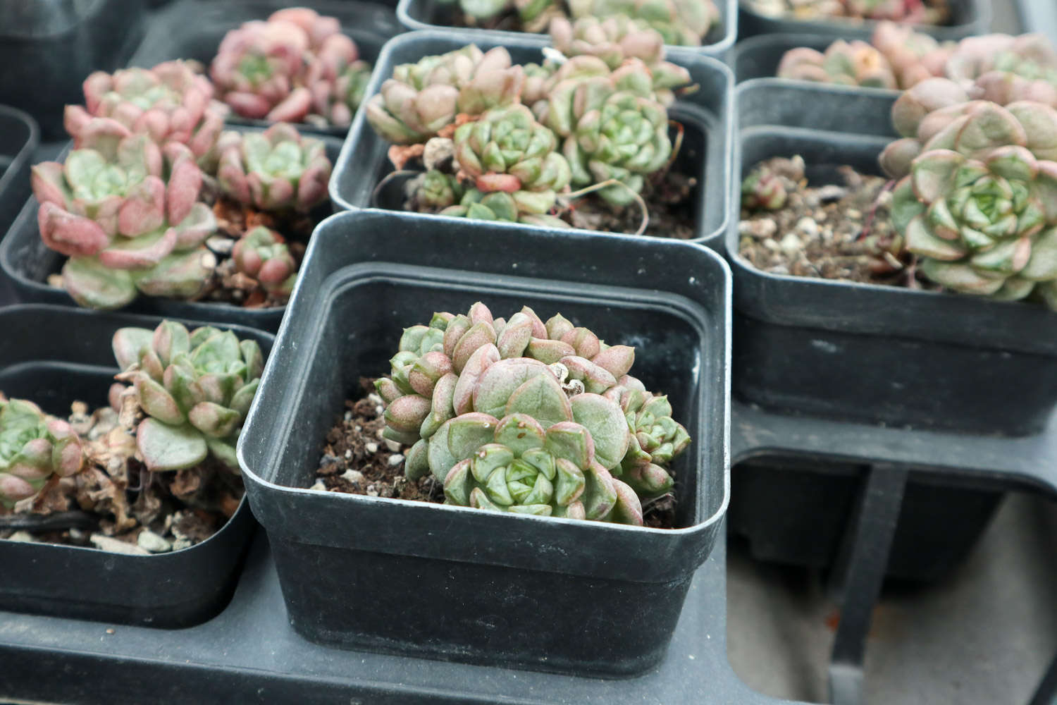 多肉露养怎么养