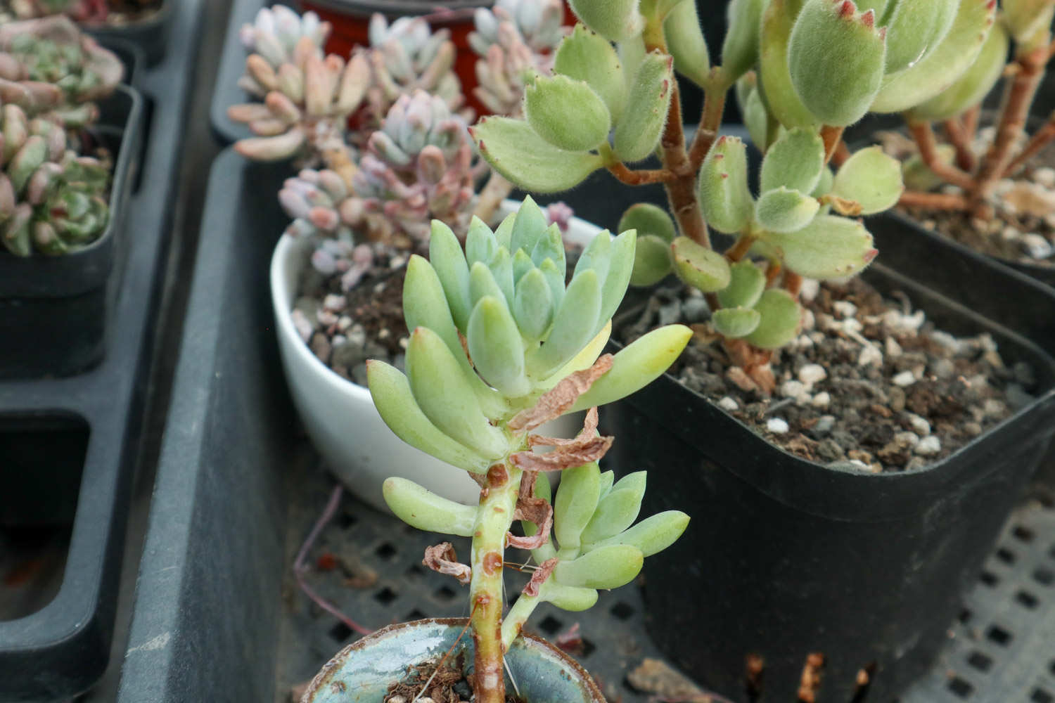 熊童子秋天怎么养