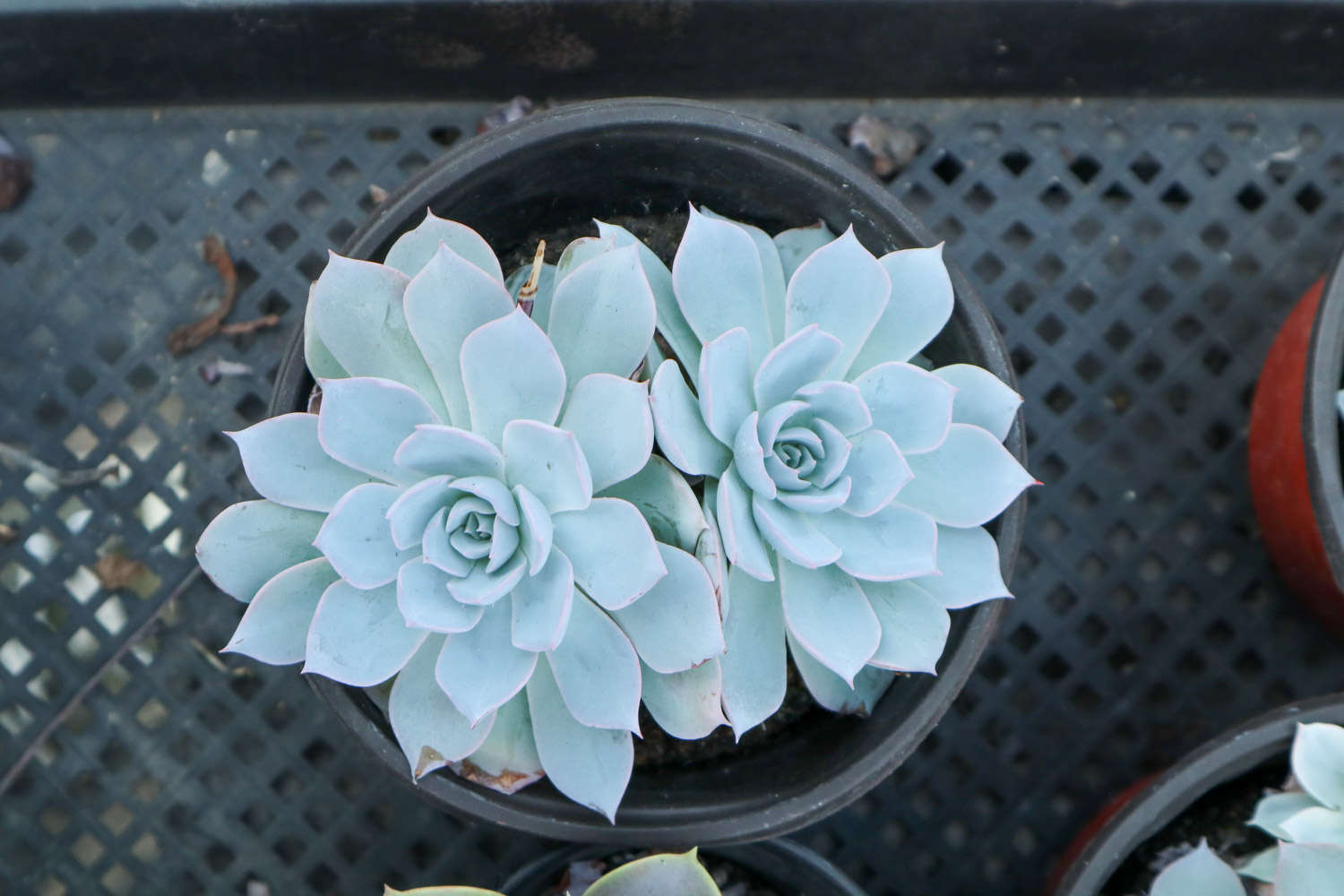 多肉种植怎么选花盆