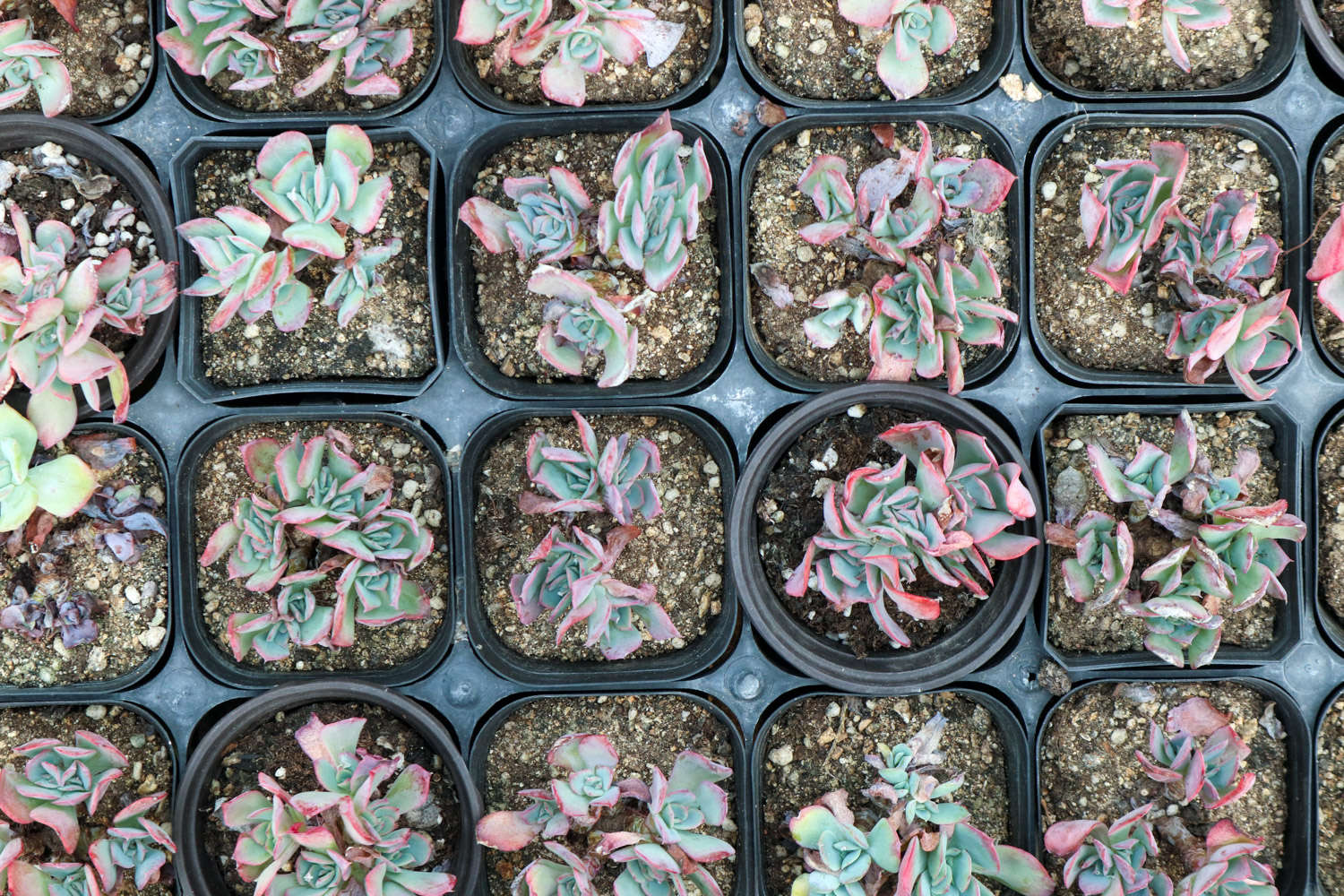 多肉扦插怎么快速发根，怎么扦插多肉