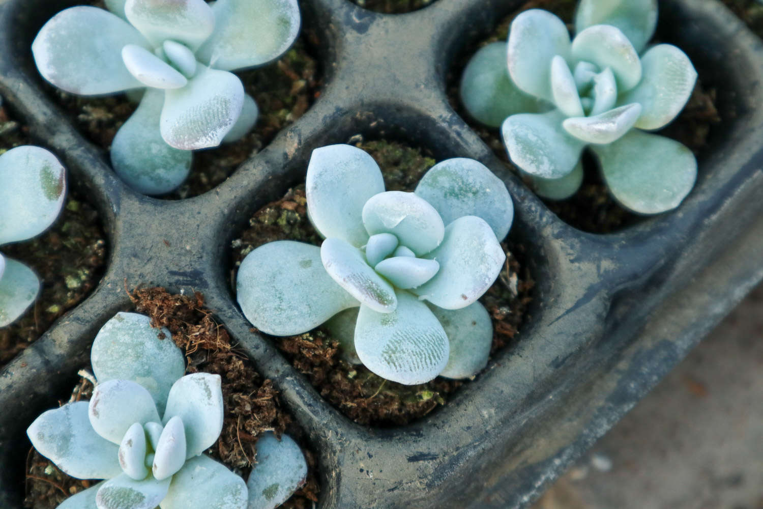 多肉就养这7种，放地上不用管也能呼呼长，想养死都难！