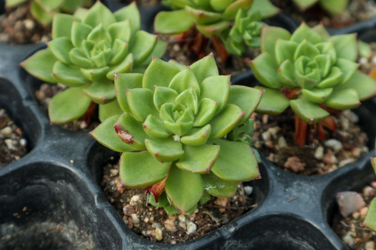 多肉植物的配盆