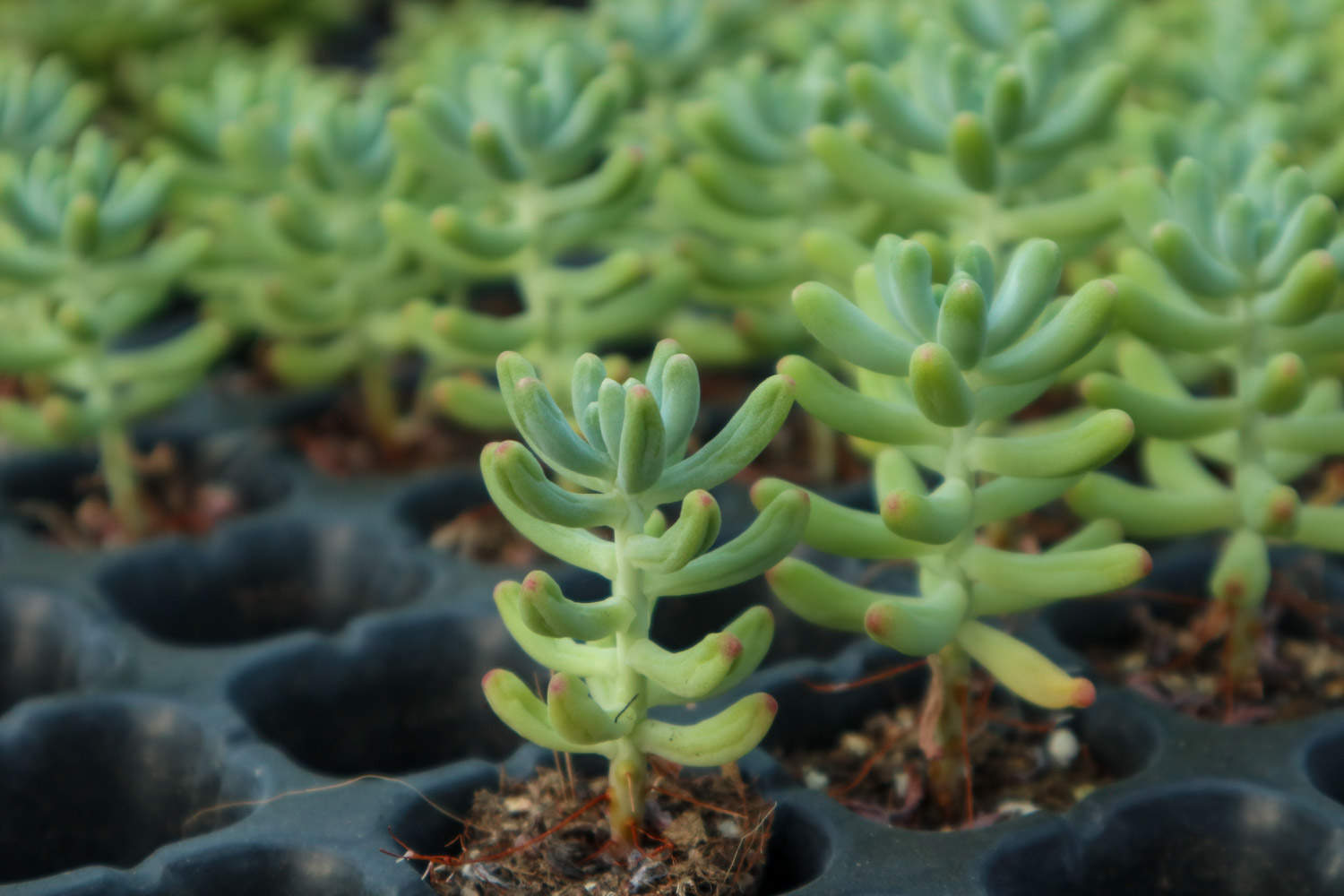 八千代和乙女心怎么分辨