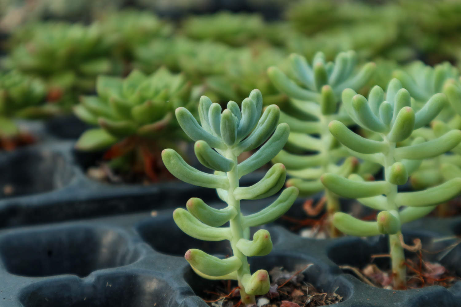 乙女心怎么繁殖