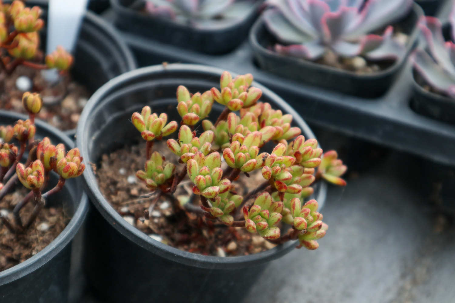 小人祭什么时候开花