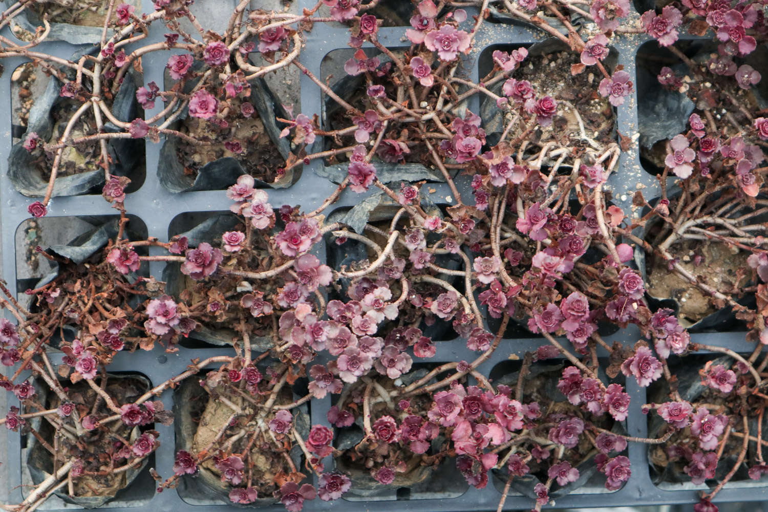 小球玫瑰怎么繁殖