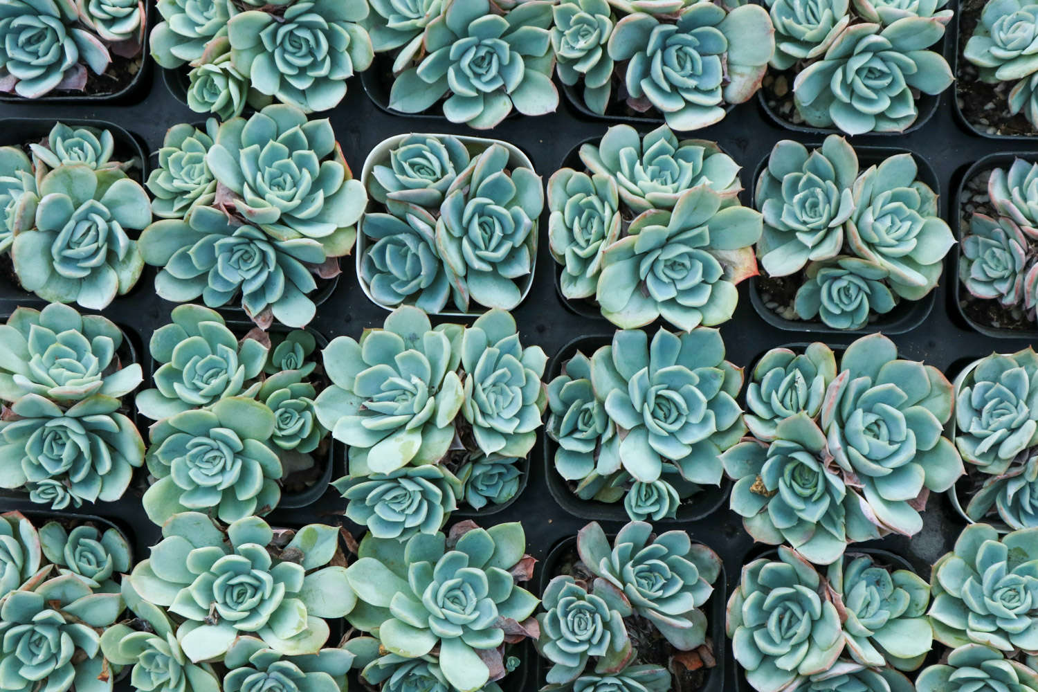 多菌灵怎样给多肉土壤消毒