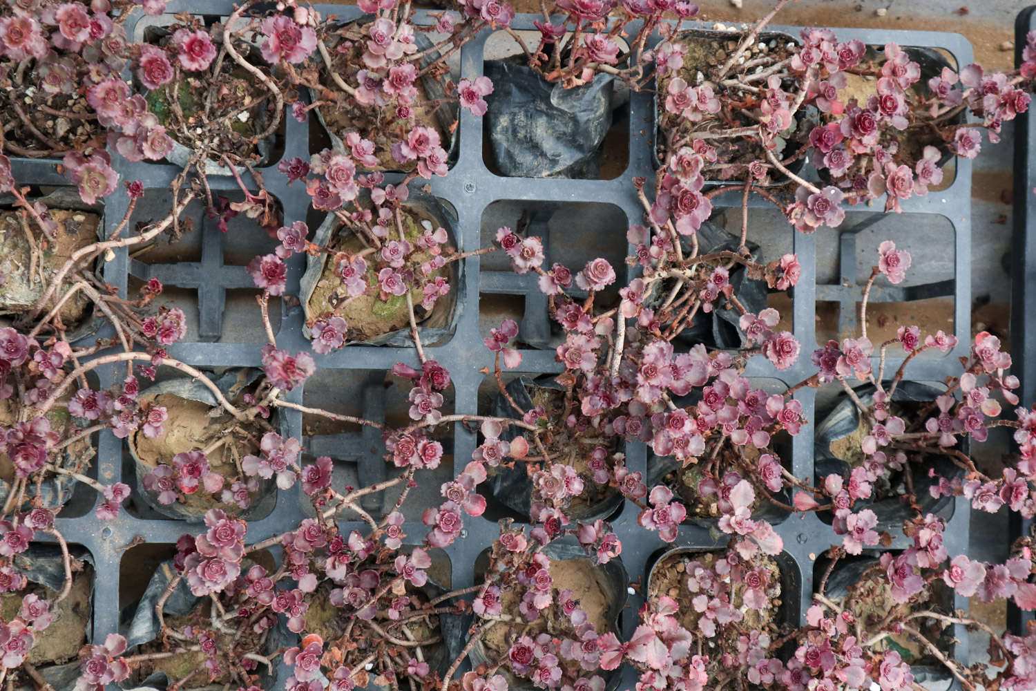 小球玫瑰 小球玫瑰