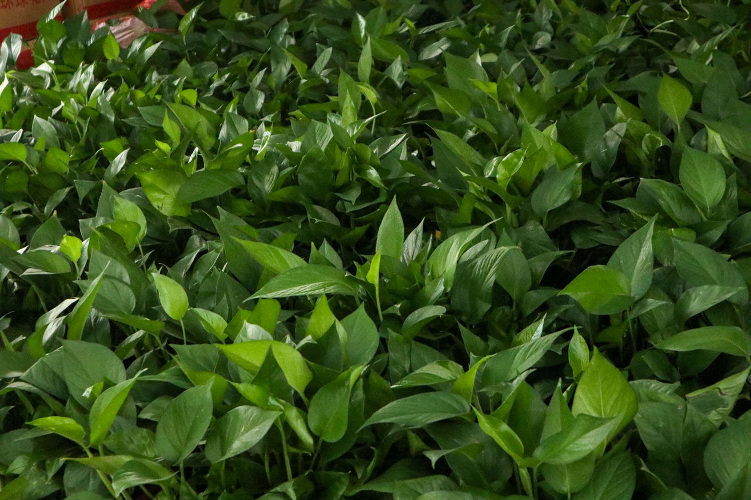 水培绿萝烂根怎么补救