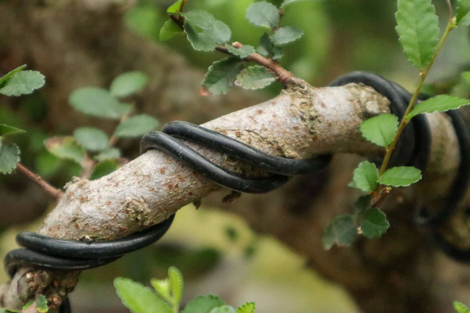 榆树的生根方法