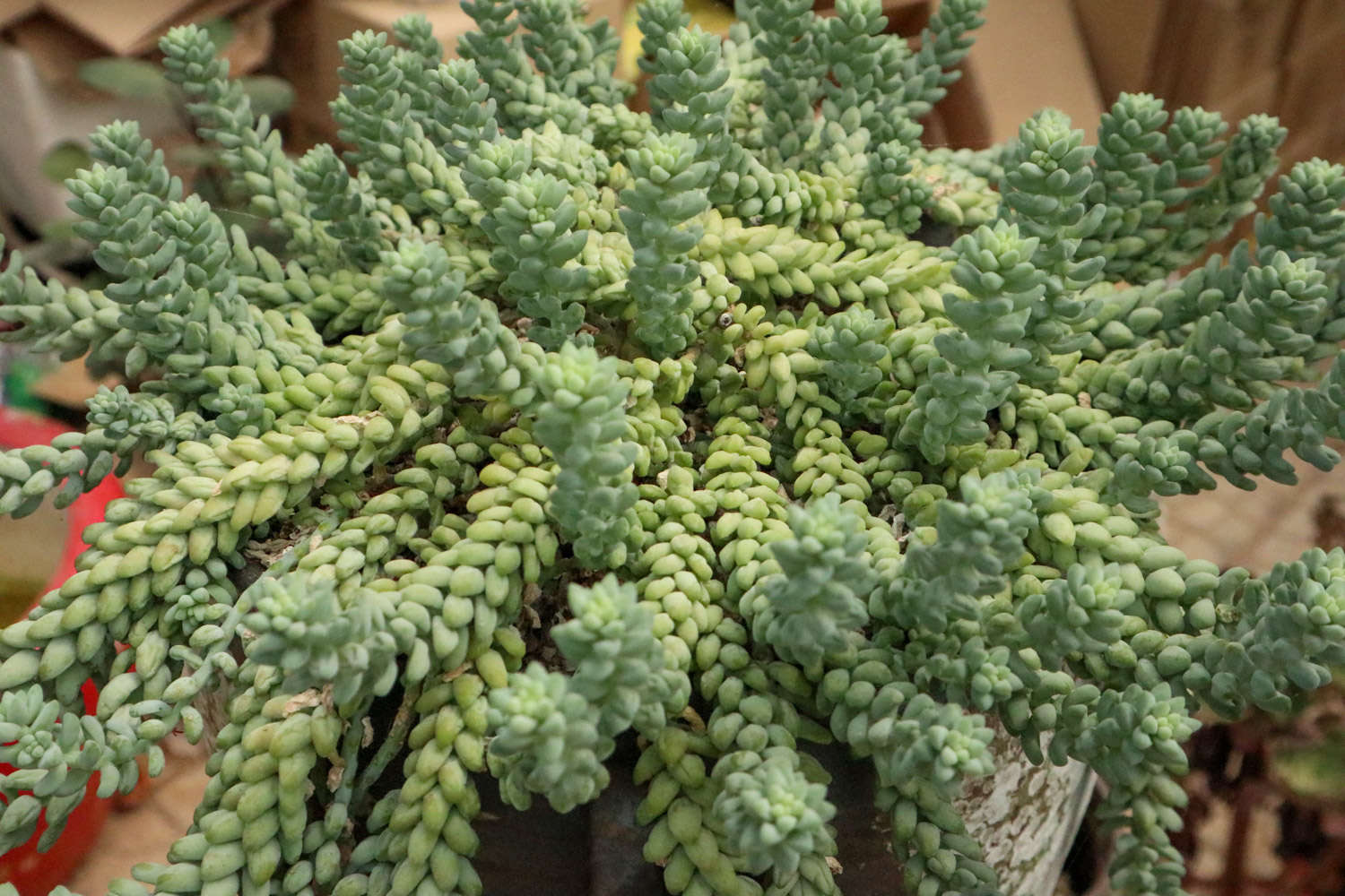 新玉缀怎么浇水