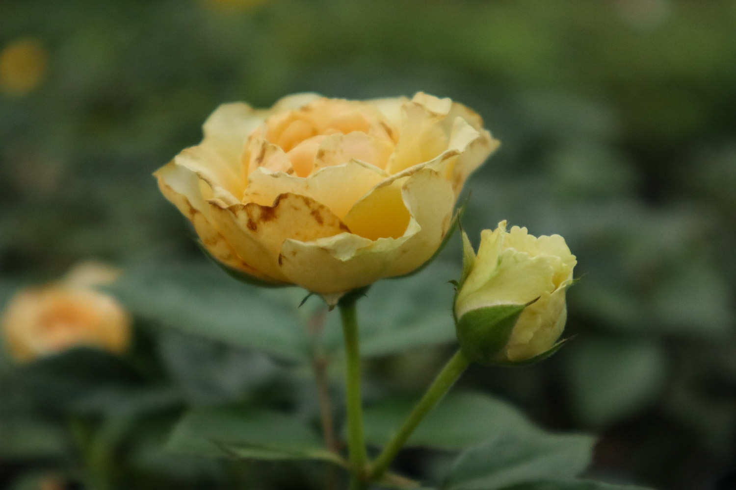 花期最长的10种月季,种一棵赏大半年